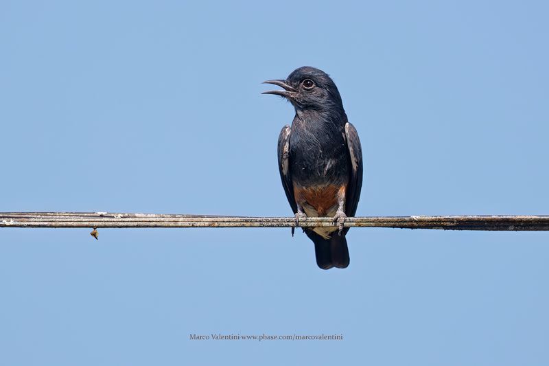 Swallow-winged Puffbird - Chelidoptera tenebrosa