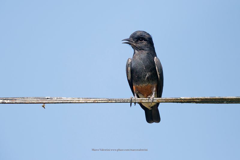 Swallow-winged Puffbird - Chelidoptera tenebrosa