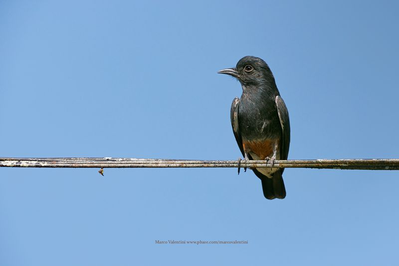 Swallow-winged Puffbird - Chelidoptera tenebrosa