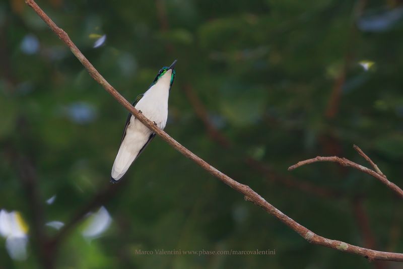 Black-eared Fairy - Heliothryx auritus