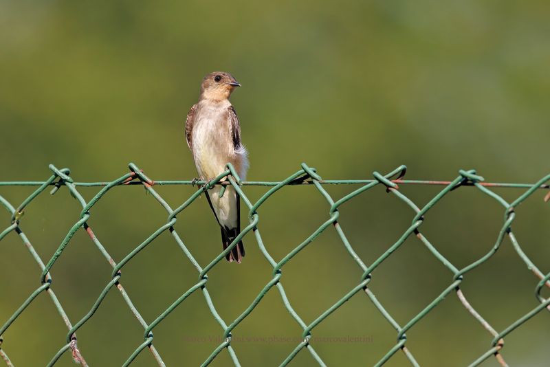 Southern Rough-winged - Swallow Stelgidopteryx ruficollis