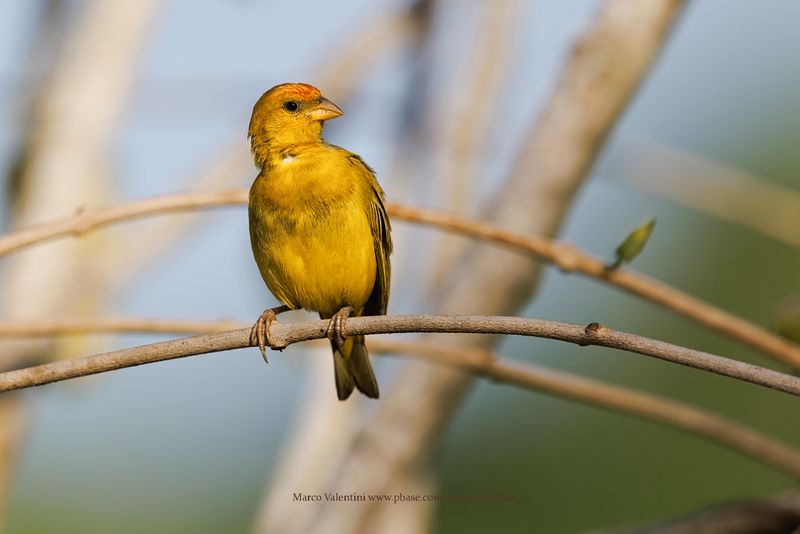 Orange-fronted Yellow-Finch - Sicalis columbiana
