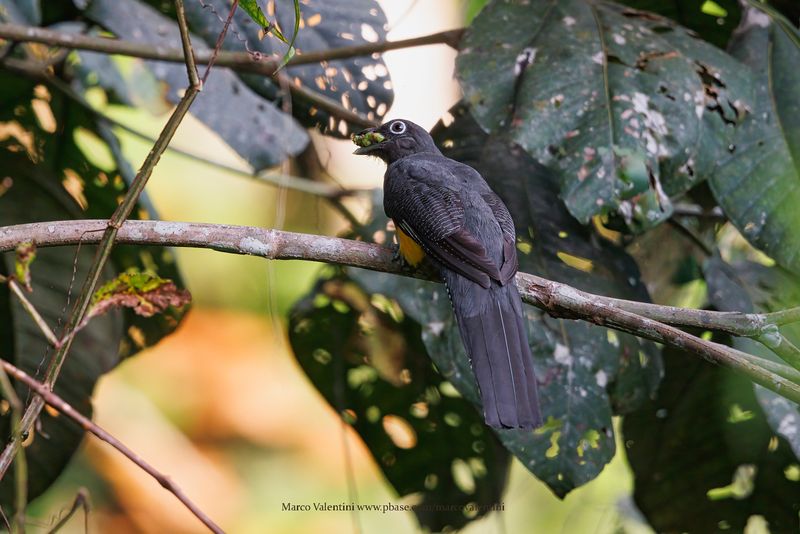 Amazonian Trogon - Trogon ramonianus