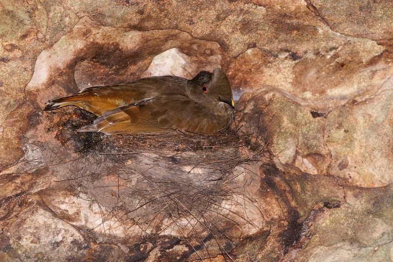 Guianan Cock-of-the-rock - Rupicola rupicola