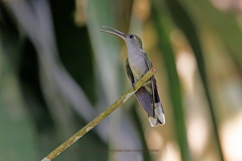 Gray-breasted Sabrewing - Campylopterus largipennis