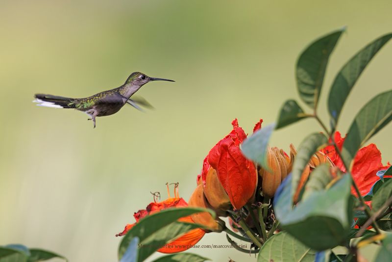 Gray-breasted Sabrewing - Campylopterus largipennis