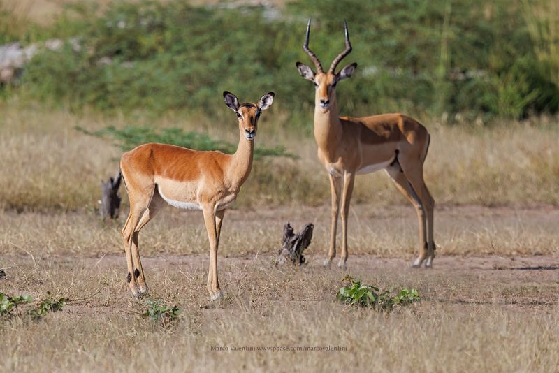 Impala - Aepyceros melampus