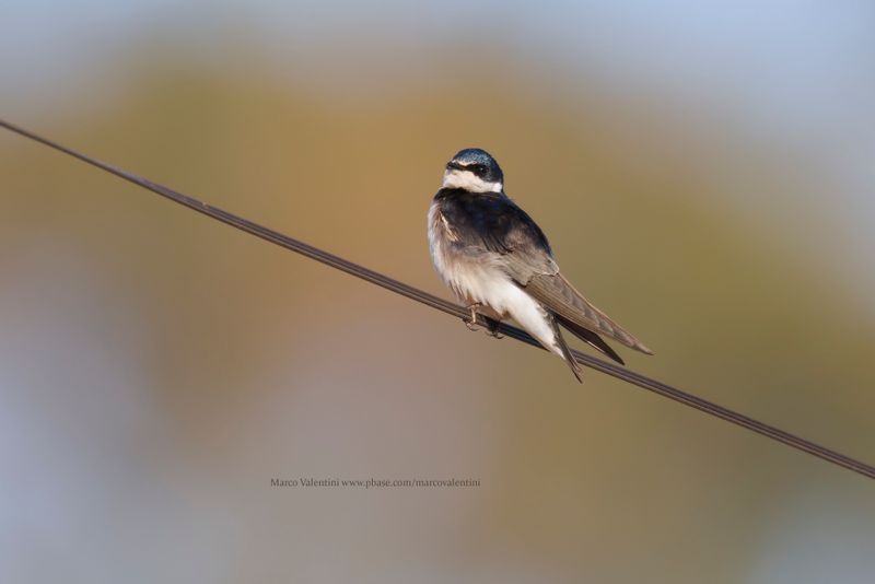 White-rumped Swallow - Tachycineta leucorrhoa