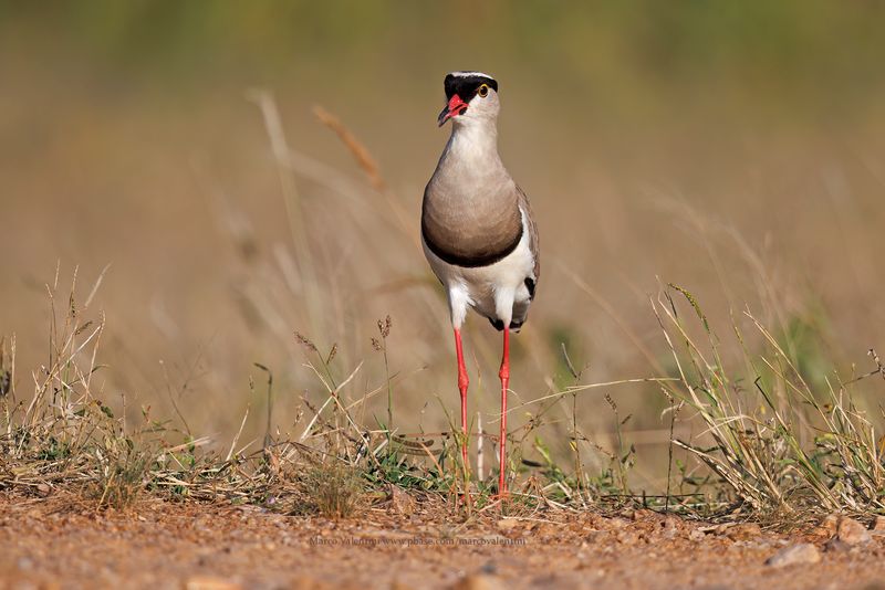 Crowned Lapwing - Vanellus coronatus