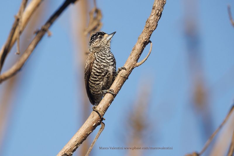 White-barred Piculet - Picumnus cirratus