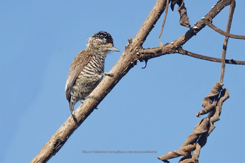 White-barred Piculet - Picumnus cirratus