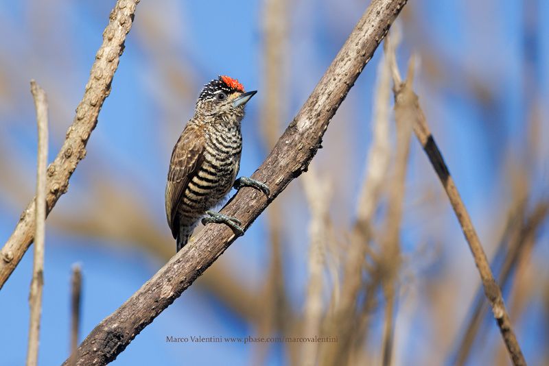 White-barred Piculet - Picumnus cirratus