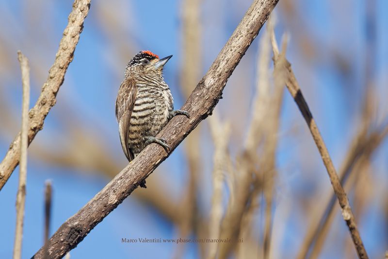 White-barred Piculet - Picumnus cirratus