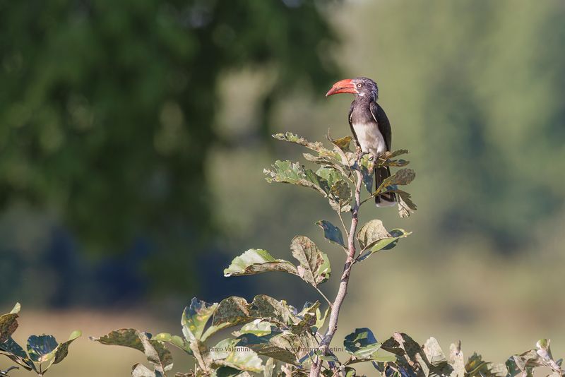 Crowned Hornbill - Lophoceros alboterminatus