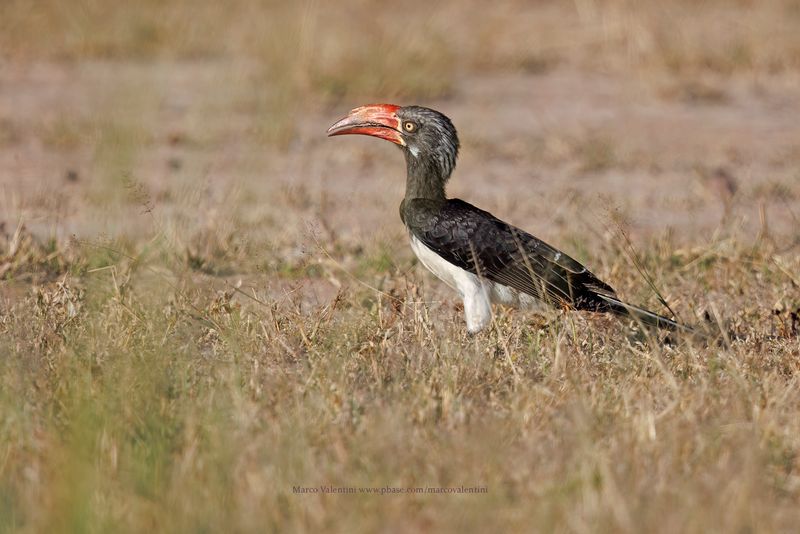 Crowned Hornbill - Lophoceros alboterminatus
