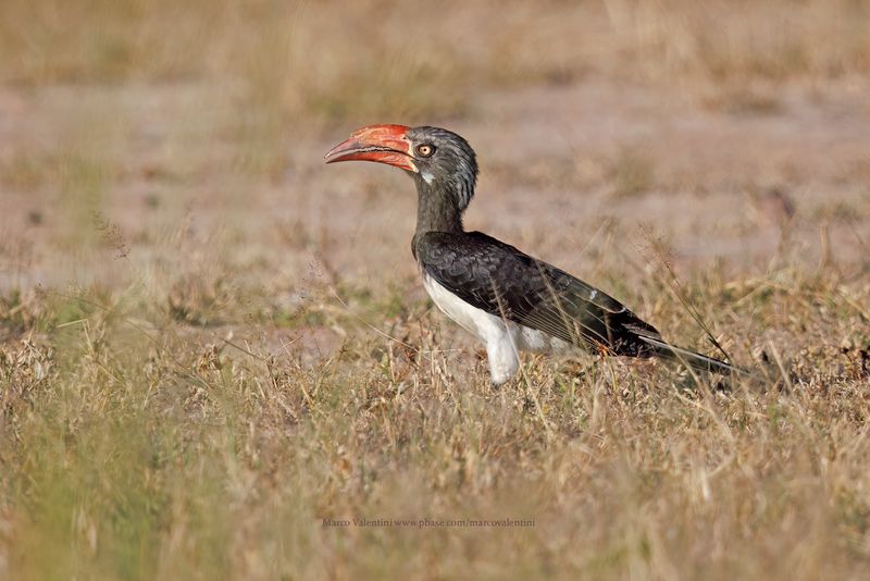 Crowned Hornbill - Lophoceros alboterminatus