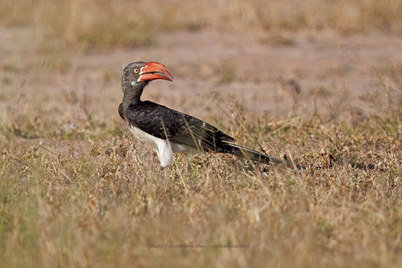 Crowned Hornbill - Lophoceros alboterminatus