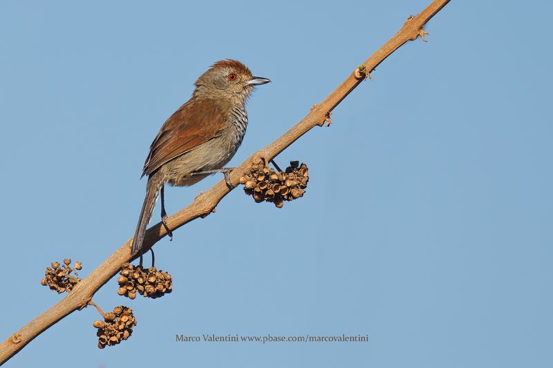 Rufous-capped Antshrike - Thamnophilus ruficapillus