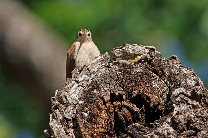 Narrow-billed Woodcreeper - Lepidocolaptes angustirostris