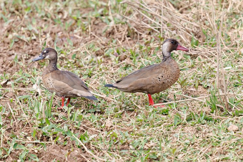 Brazilian teal - Amazonetta brasiliensis