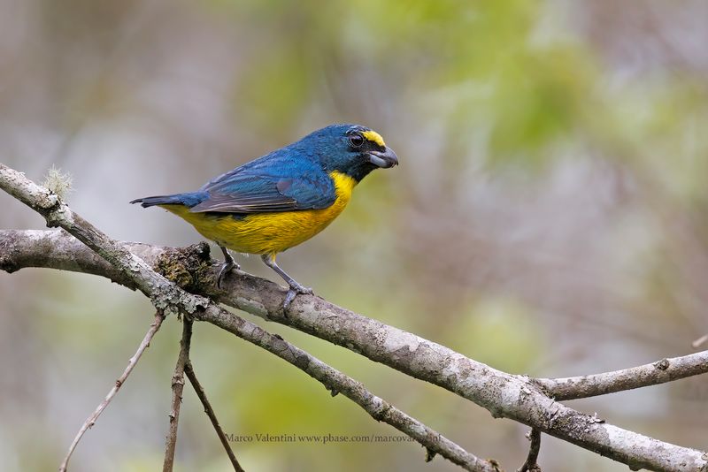 Green-throated Euphonia - Euphonia chalybea
