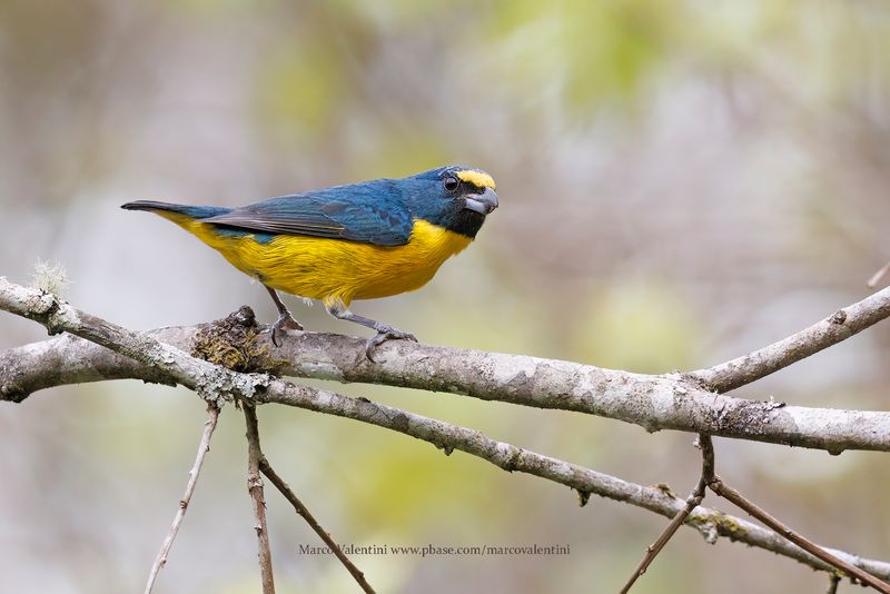Green-throated Euphonia - Euphonia chalybea