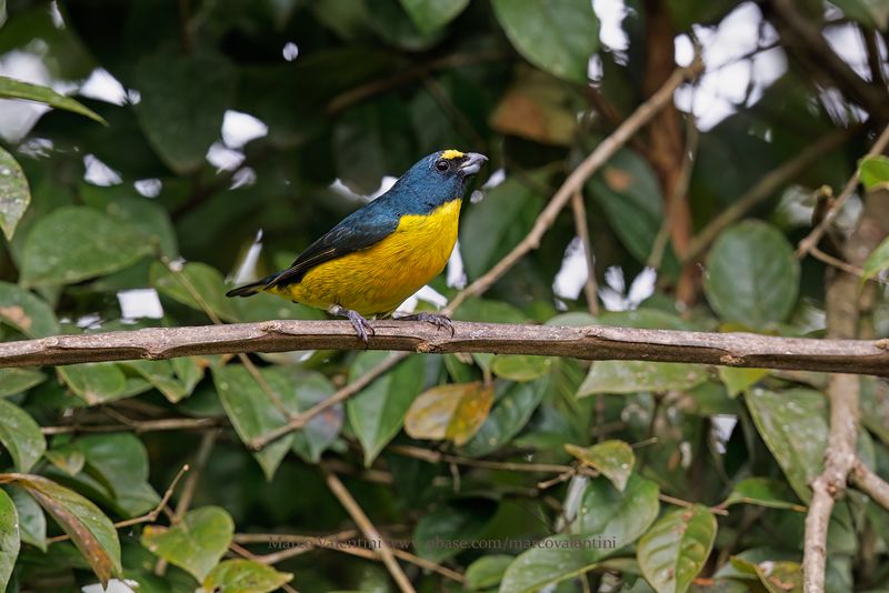 Green-throated Euphonia - Euphonia chalybea