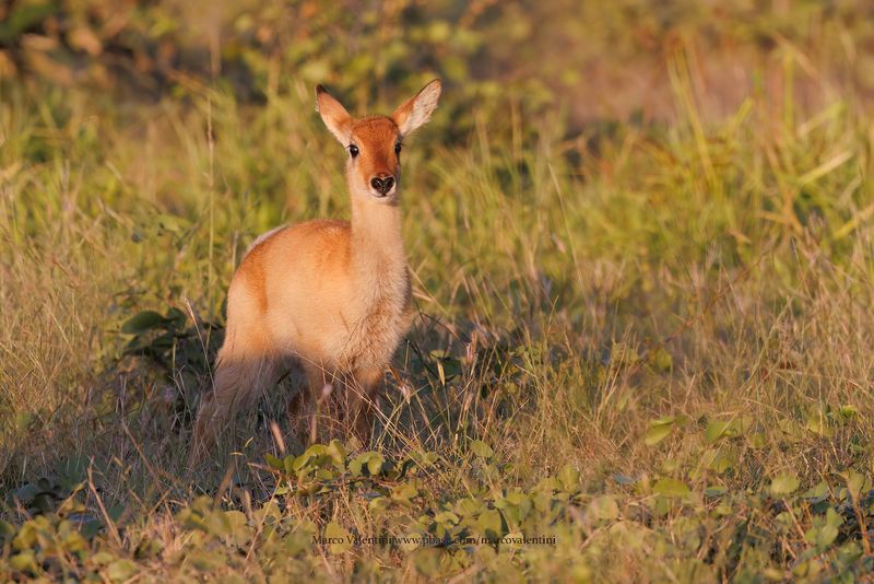 Puku - Kobus vardoni
