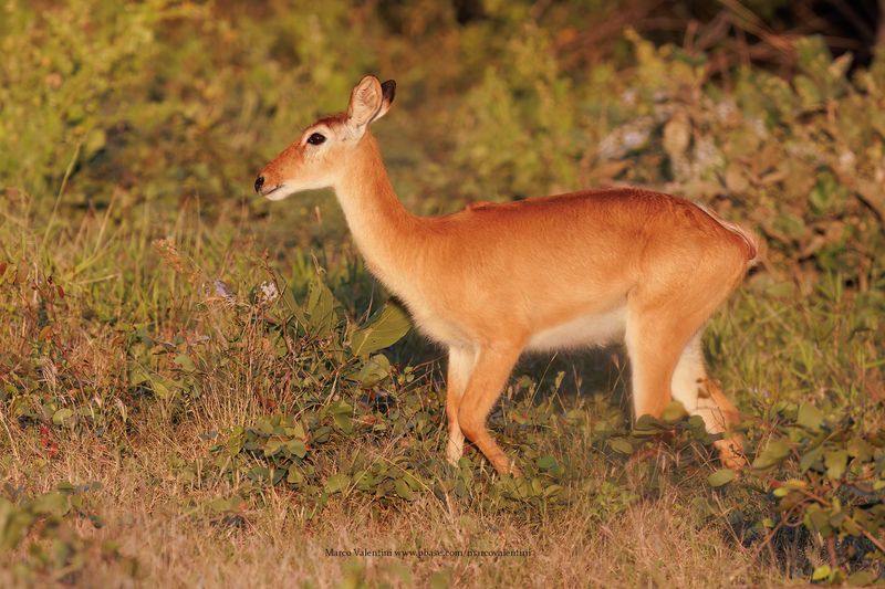 Puku - Kobus vardoni