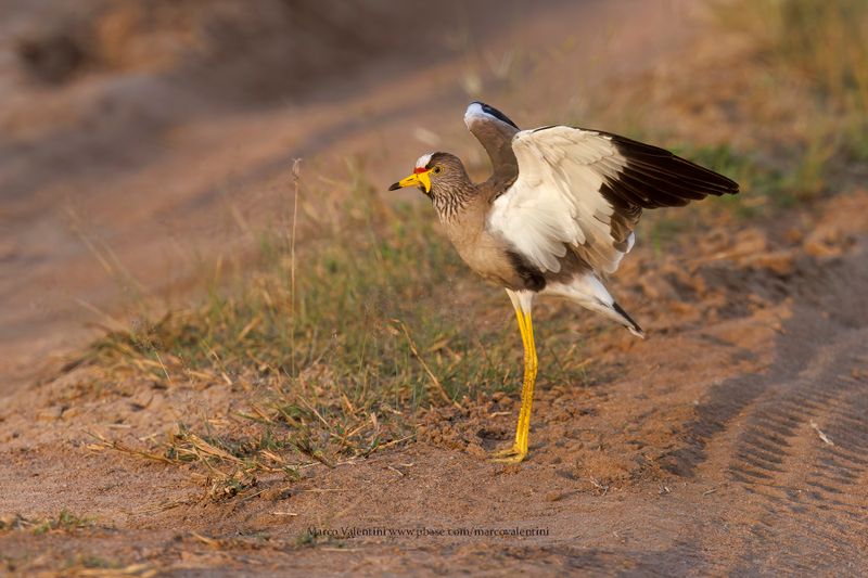 African Wattled Lapwing - Vanellus senegallus