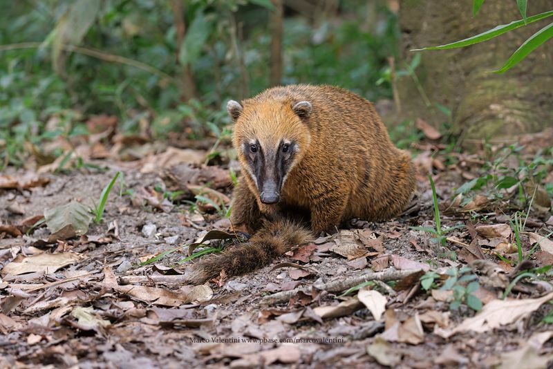 Coati - Nasua nasua