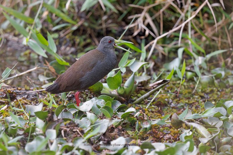 Blackish Rail - Pardirallus nigricans