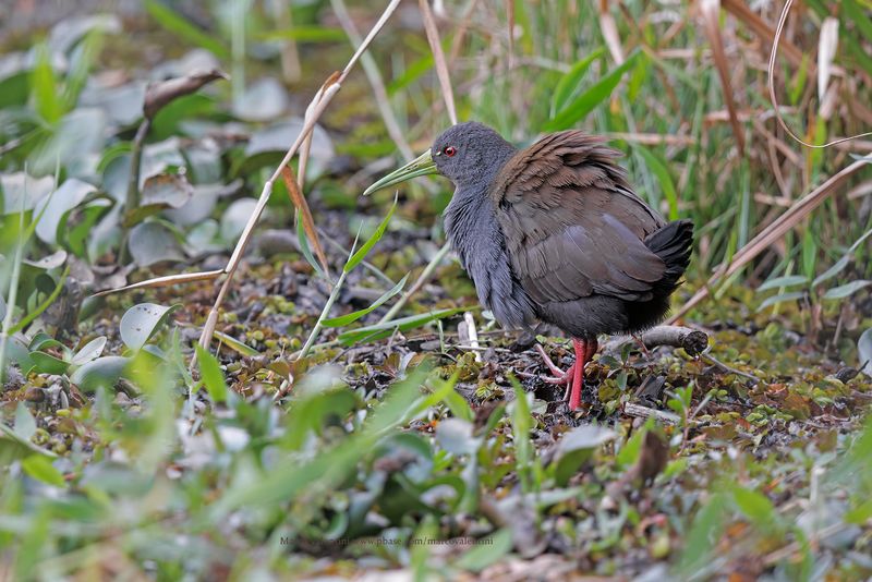 Blackish Rail - Pardirallus nigricans