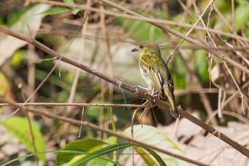 Yellow-bellied Flycatcher - Empidonax flaviventris