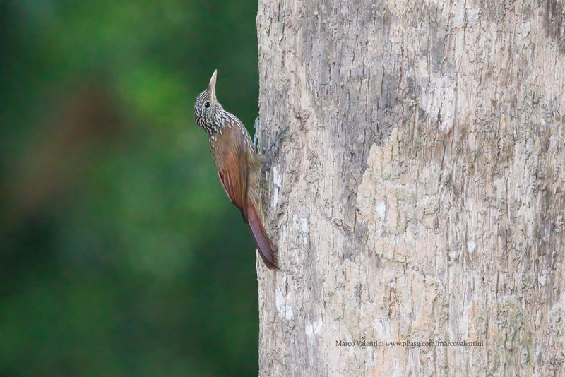 Striped Woodcreeper - Xiphorhynchus obsoletus