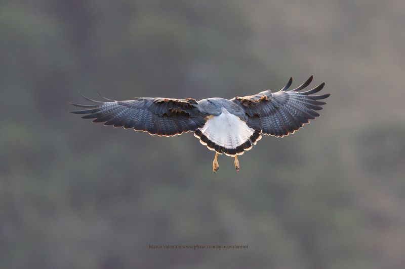 White-tailed Hawk - Geranoaetus albicaudatus