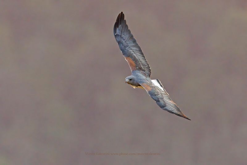 White-tailed Hawk - Geranoaetus albicaudatus