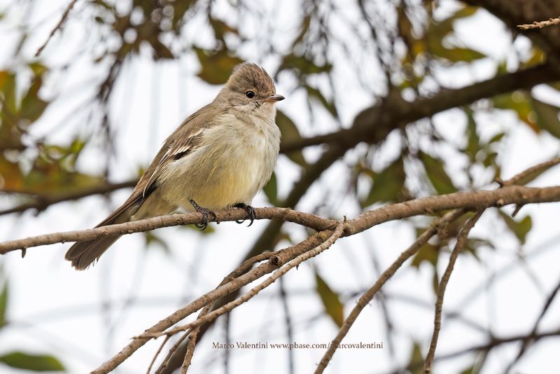 Yellow-bellied Elaenia - Elaenia flavogaster