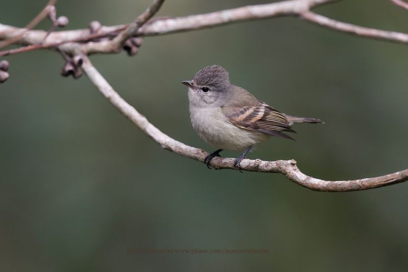 Southern Beardless-Tyrannulet - Camptostoma obsoletum