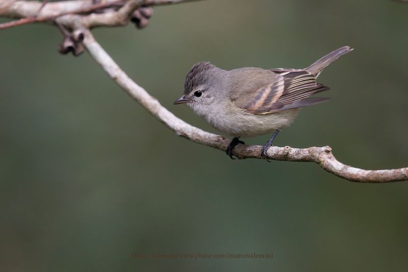 Southern Beardless-Tyrannulet - Camptostoma obsoletum