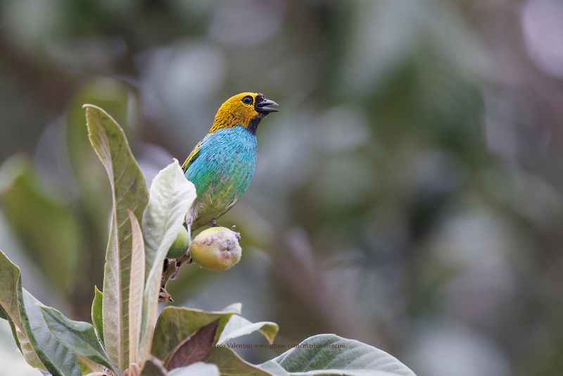 Gilt-edged Tanager - Tangara cyanoventris