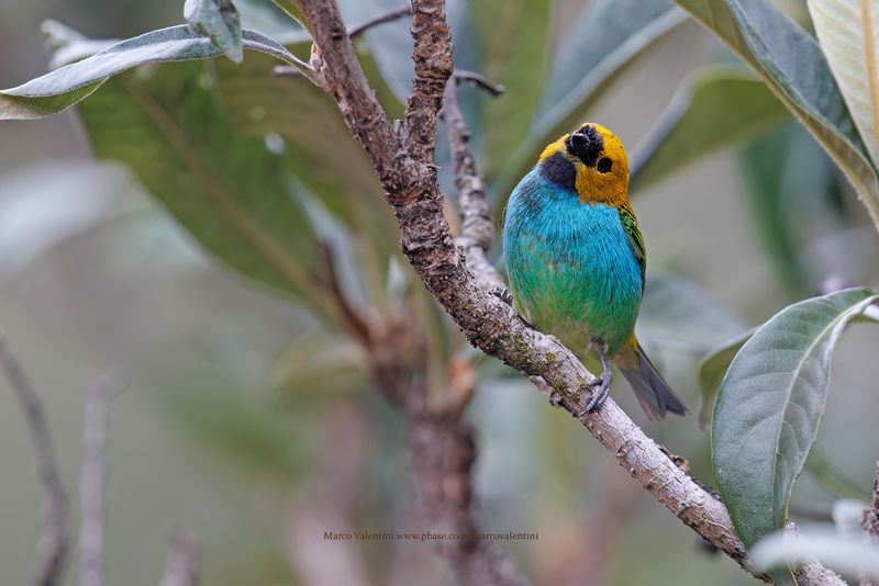 Gilt-edged Tanager - Tangara cyanoventris
