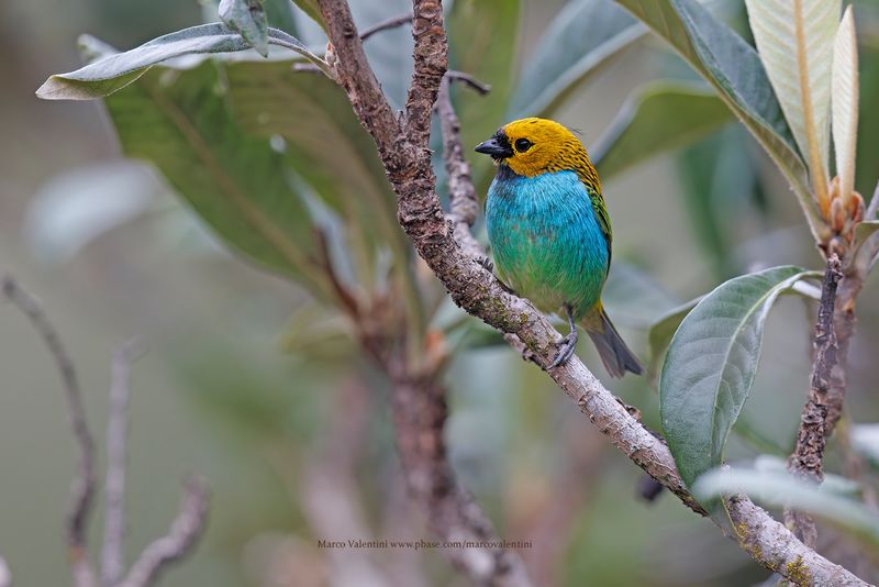 Gilt-edged Tanager - Tangara cyanoventris