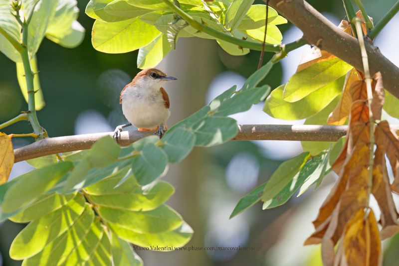 Red-and-white Spinetail - Certhiaxis mustelinus