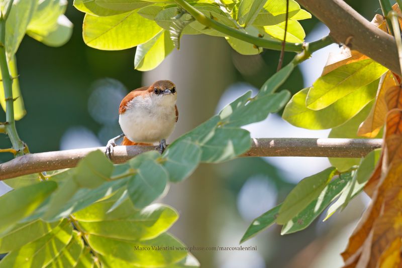 Red-and-white Spinetail - Certhiaxis mustelinus