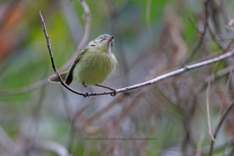 Mottle-cheeked Tyrannulet - Phylloscartes ventralis