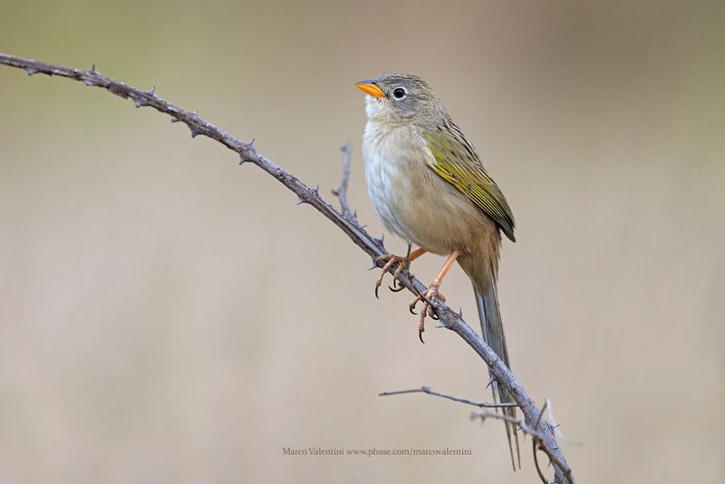 Wedge-tailed Grass-Finch - Emberizoides herbicola