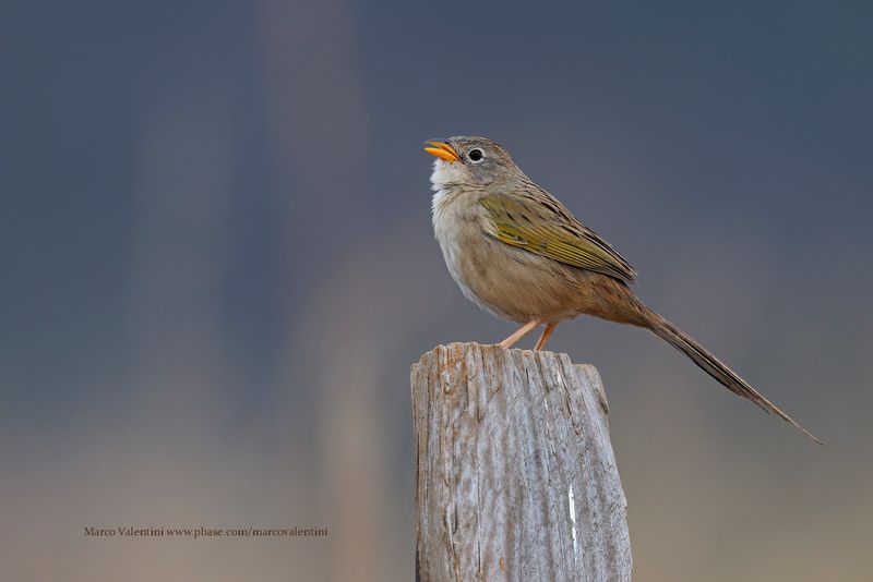 Wedge-tailed Grass-Finch - Emberizoides herbicola