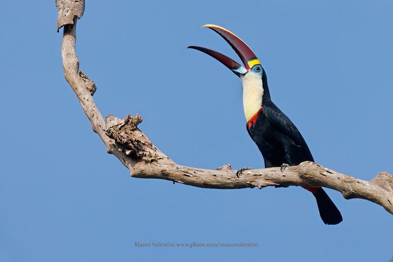 White-throated Toucan - Ramphastos tucanus