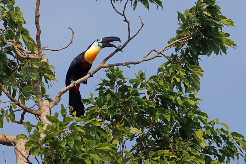 Channel-billed Toucan - Ramphastos vitellinus